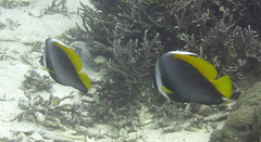 Heniochus singularius