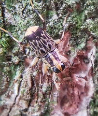 Acorynus pictus