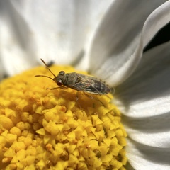 Germalus victoriae