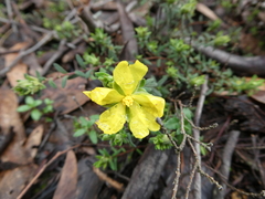 Hibbertia crinita