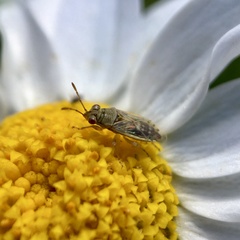 Germalus victoriae