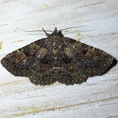 Metalectra quadrisignata