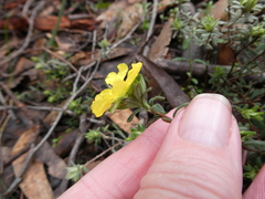 Hibbertia crinita