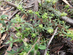 Hibbertia crinita