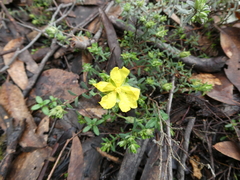 Hibbertia crinita