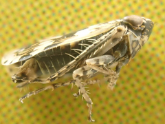 Hebecephalus