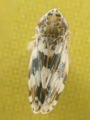 Hebecephalus