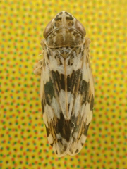 Hebecephalus