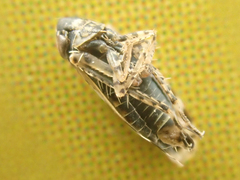 Hebecephalus
