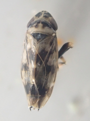 Hebecephalus