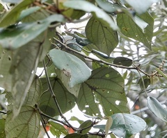 Mallotus tetracoccus