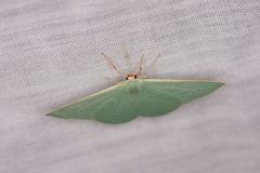 Prasinocyma ocyptera