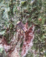 Acorynus pictus