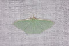 Prasinocyma ocyptera