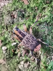 Acorynus pictus