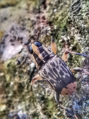 Acorynus pictus
