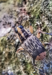 Acorynus pictus