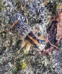 Acorynus pictus