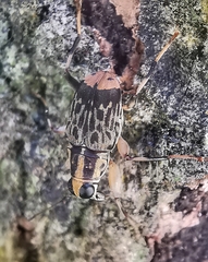 Acorynus pictus