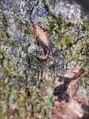 Acorynus pictus