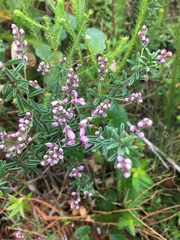 Indigofera concava