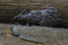 Dyslobus granicollis