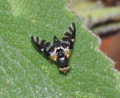 Sphaeniscus atilius