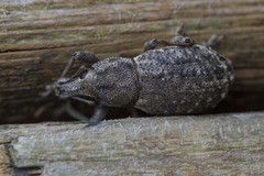 Dyslobus granicollis