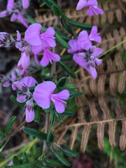 Indigofera concava