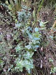 Gaultheria oppositifolia