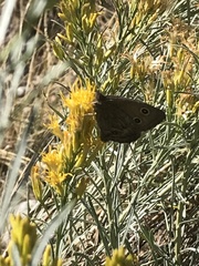 Cercyonis oetus