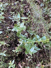 Gaultheria oppositifolia