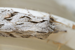 Egira crucialis