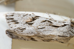 Egira crucialis