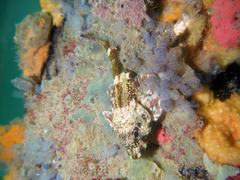 Bovichtus angustifrons