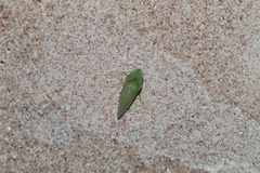 Xerophloea majesta