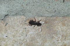 Stenomorphus