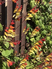 Ipomoea lobata