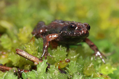 Arthroleptella rugosa