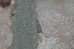 Zamagiria australella