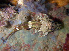 Bovichtus angustifrons