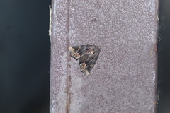 Homophoberia apicosa