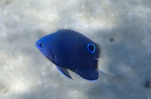 Paletail damsel (Pomacentrus trichrourus) — Pomacentridae — 2