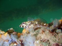 Bovichtus angustifrons