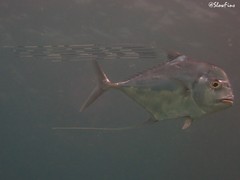 Alectis ciliaris