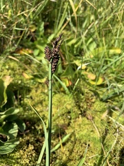 Carex scopulorum