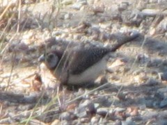 Stizoptera bichenovii bichenovii