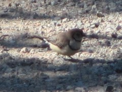 Stizoptera bichenovii bichenovii