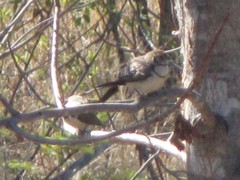 Stizoptera bichenovii bichenovii