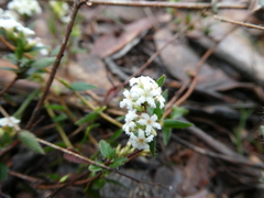 Leucopogon concurvus